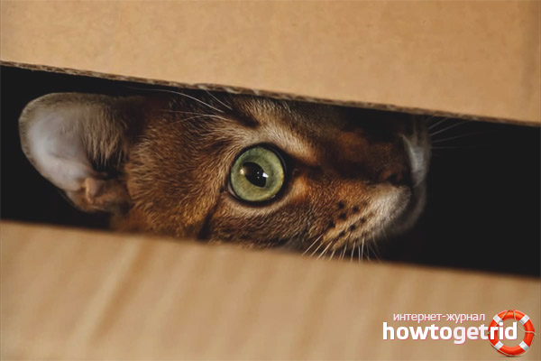 Le chat se cache dans des endroits sombres