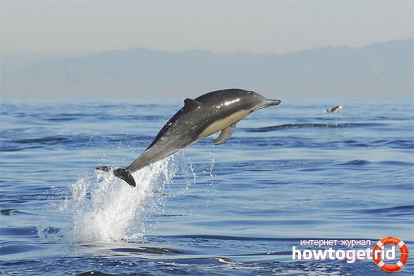 Mode de vie des dauphins à tête blanche