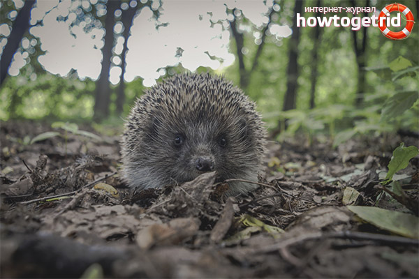 Mode de vie hérisson