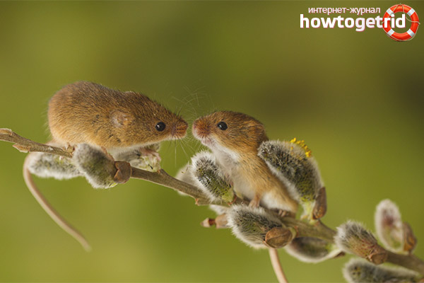 Mode de vie et caractéristiques de la prolifération du bébé souris