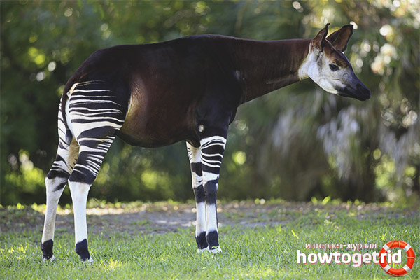 Okapi