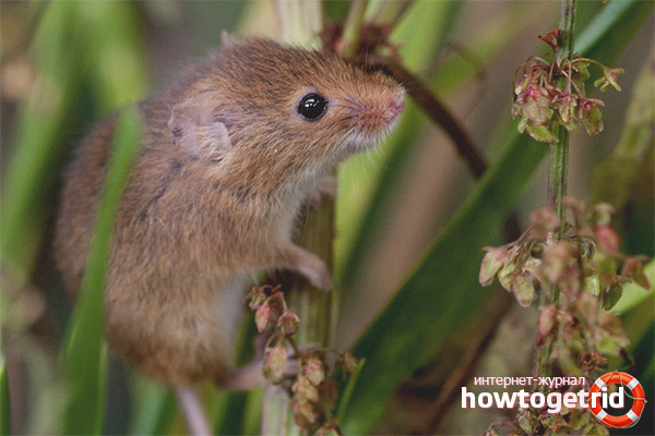 Nutrition de la souris pour bébé