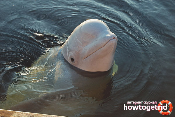 Habitudes de béluga