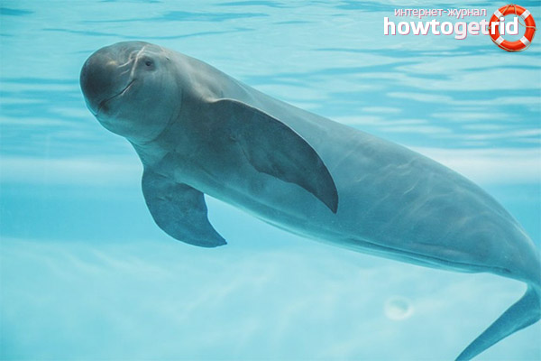 Captivité d'un cochon d'Inde