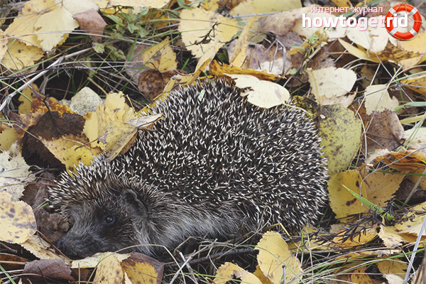 Elevage de hérissons