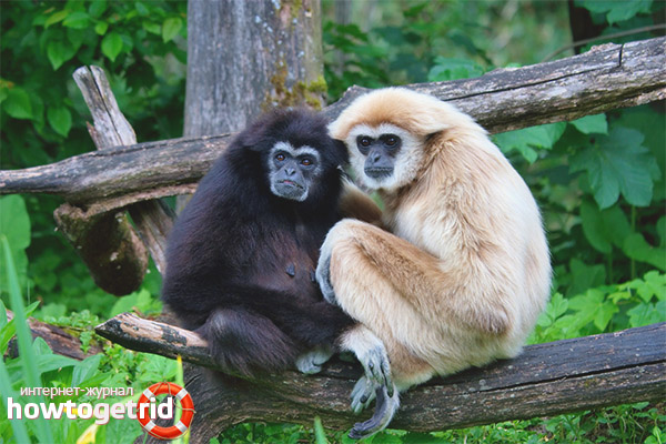 Propagation du Gibbon