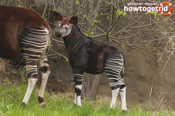 Propagation de l'okapi