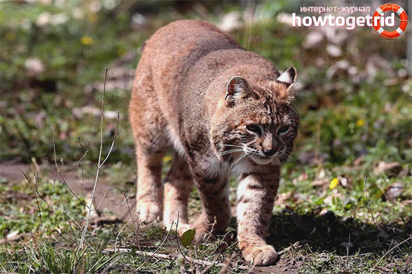 Élevage de lynx roux