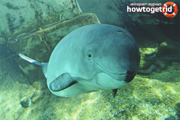 Statut de cochon d'Inde