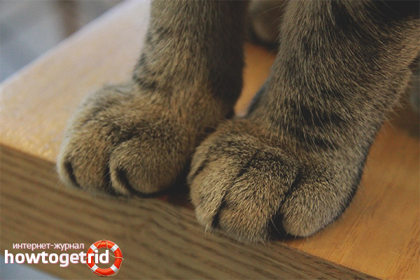 Le chat a les pattes froides