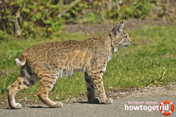 Menace du lynx rouge