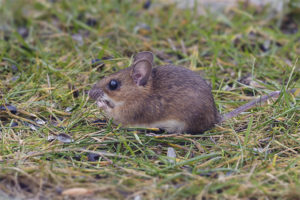 Souris à gorge jaune
