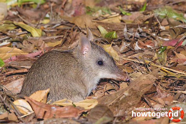 Habitat de Bandicoot