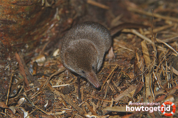 Mode de vie et nutrition de la musaraigne