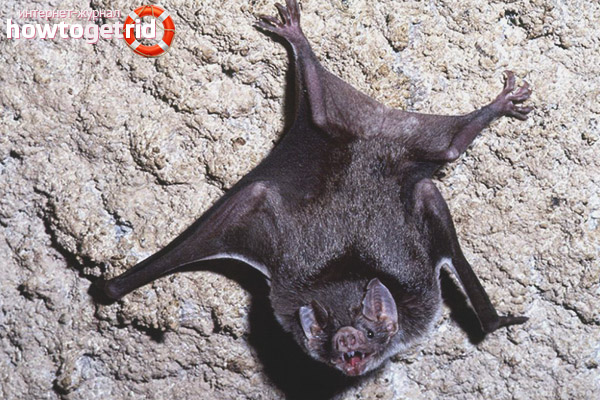 Le style de vie d'un vampire ordinaire