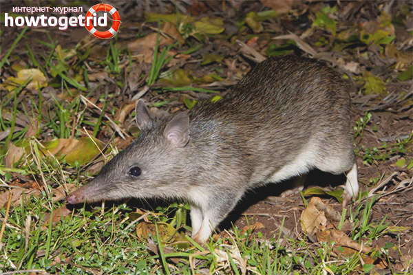 Reproduction et caractère de la progéniture des bandicoots