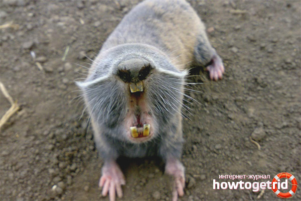 Signes externes d'un rat taupe géant