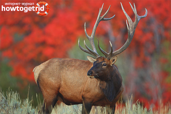 Habitat du cerf élaphe