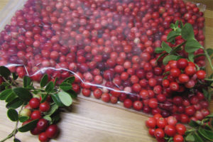 Comment conserver les airelles rouges