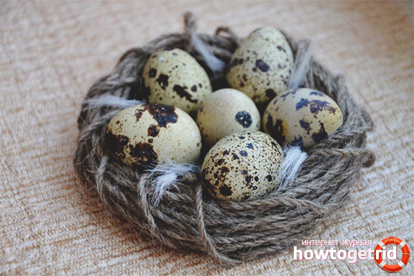 Comment conserver les œufs de caille