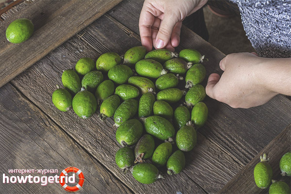 Comment choisir un feijoa