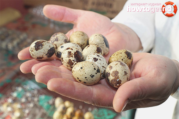 Comment vérifier la fraîcheur des œufs de caille