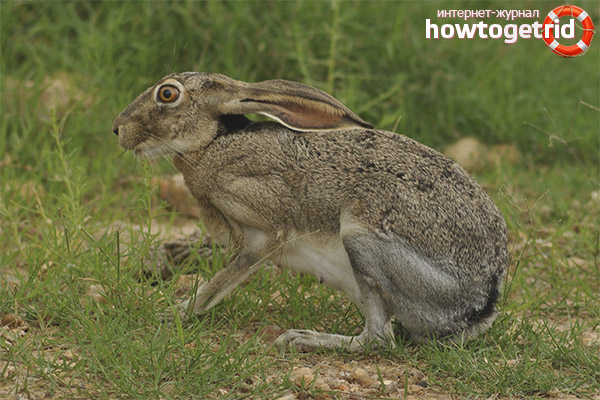 Lièvre de Californie