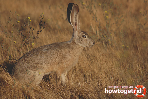 Alimentation du lièvre de Californie