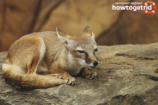 Alimentation du renard des steppes