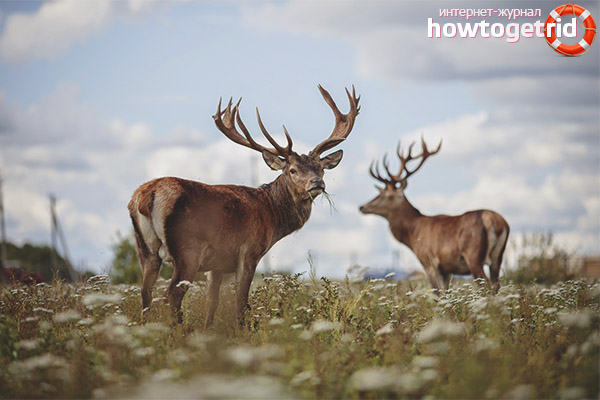Élevage de cerfs rouges