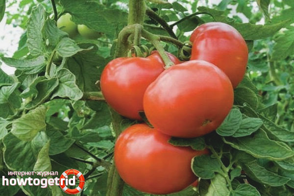 Maladies des tomates Cendrillon