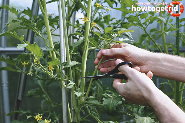 La formation de tomates