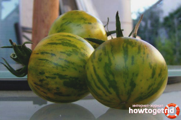 Stockage et transport de tomates Zebra green