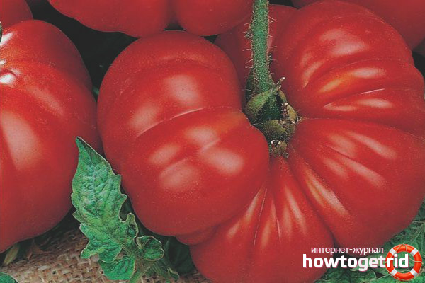 Comment prendre soin d'une tomate