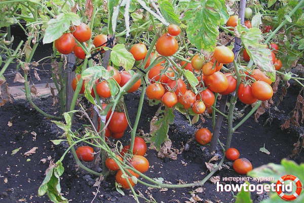 Comment faire pousser des tomates variété Kmitsits