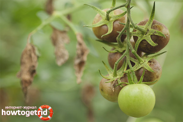 Traitement des tomates alesha pour les maladies