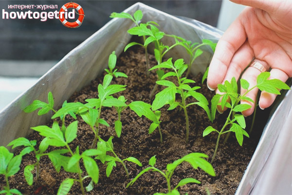 Caractéristiques de l'agrotechnologie des tomates iceberg