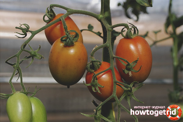 Caractéristiques de la culture des tomates Empire