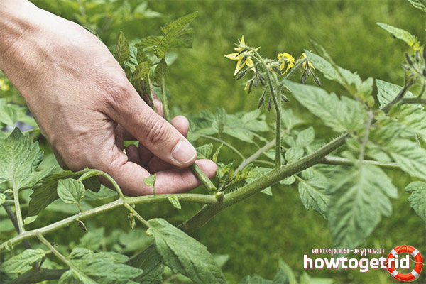 Tomates Stepsonovy raisin français