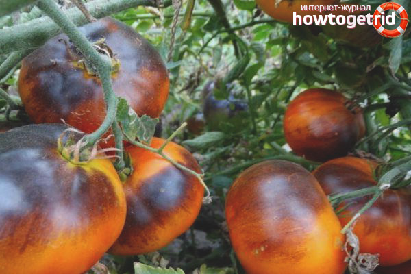 Avantages et inconvénients de la tomate Ivan da Marya