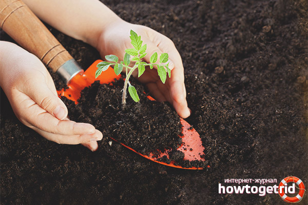 Terreau pour tomate Kokhava F1