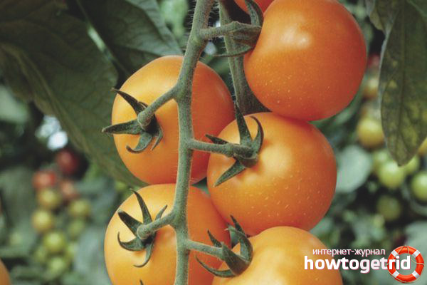 Tomates cerises Kira