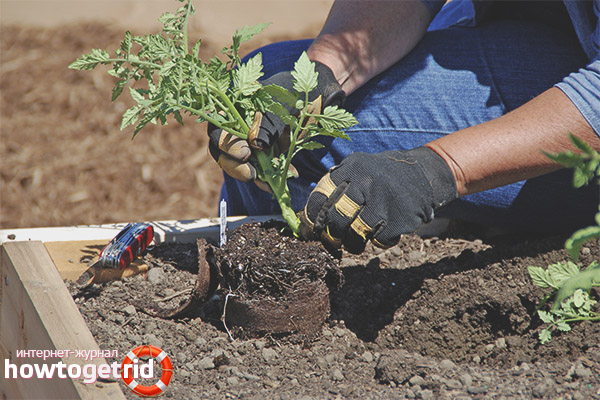 Plantation de tomates à grosse tête