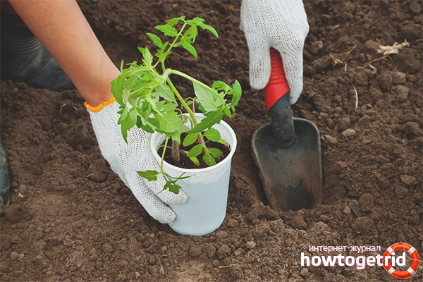 Plantation de tomates de raisin français