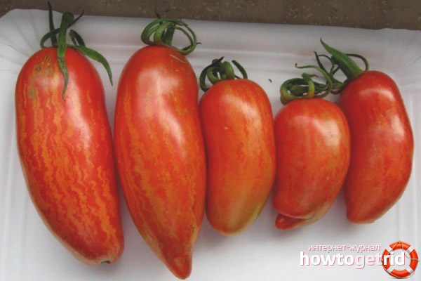 L'utilisation de variétés de tomates Madness Kasadi