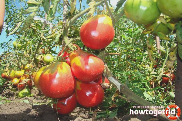 Recommandations pour la culture des tomates Ivan Kupala