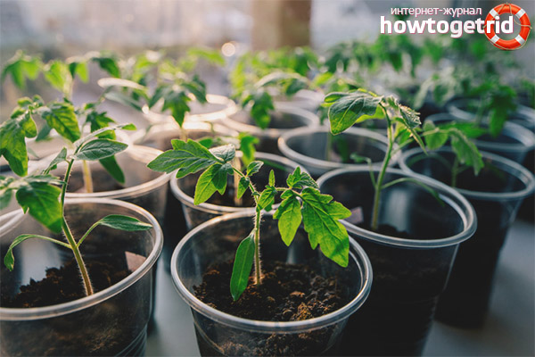 Secrets de plants de tomates forts Leader F1