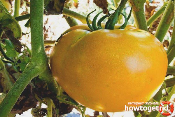 Façons d'utiliser Zero Tomatoes