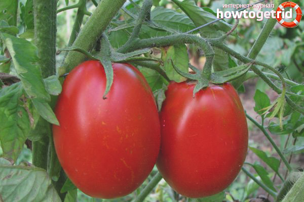 Gloria aux tomates