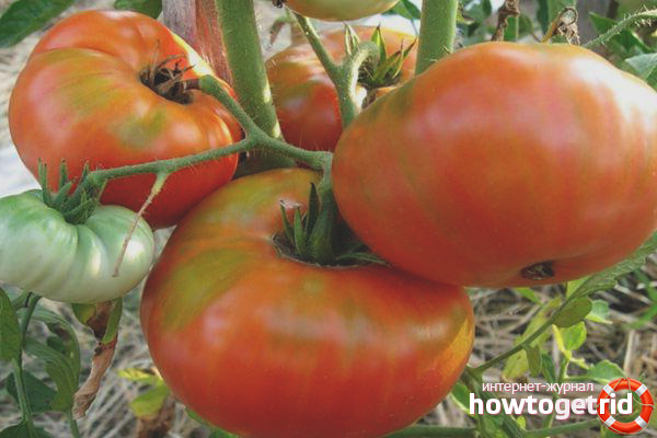 Tomate Sibérie Trump